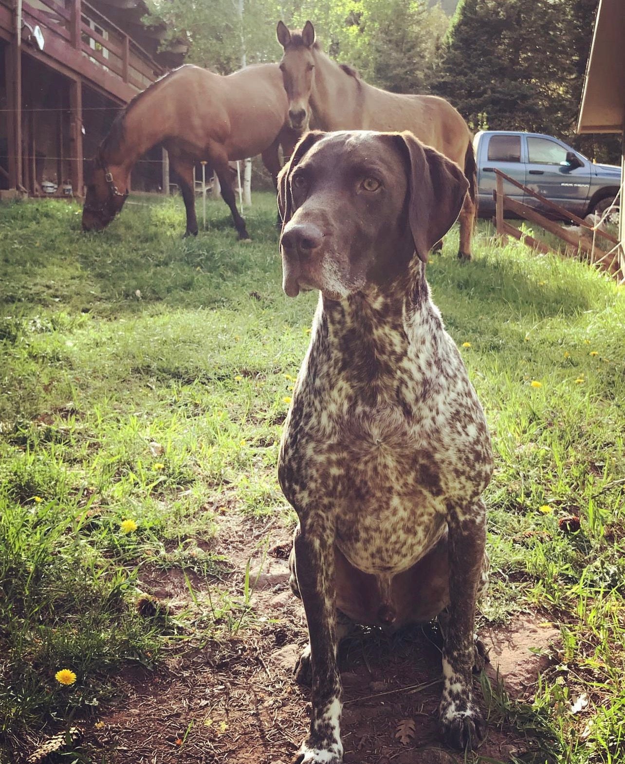 Ruger the GSP T-Shirt